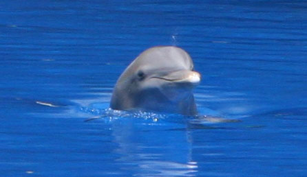 Flipper