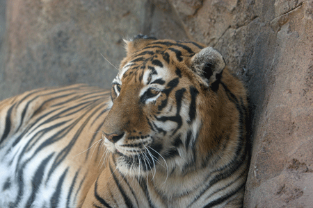 Tiger i Madrid